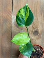 Monstera deliciosa variegata plant lemon lime aurea yellow, Ophalen of Verzenden, Overige soorten, Minder dan 100 cm