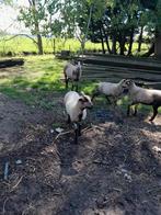 Schapen ram lammeren haar schapen zelf reuende schapen, Schaap, Mannelijk, 0 tot 2 jaar