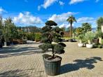 Ilex crenata 'Kinme' tuinbonsai / bonsai te koop!!, In pot, Bloeit niet, Halfschaduw, 100 tot 250 cm