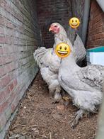 Brahma haan, Dieren en Toebehoren, Pluimvee, Mannelijk, Kip