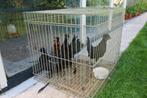 krielkippen kuifhoenders, Dieren en Toebehoren, Pluimvee, Vrouwelijk, Kip