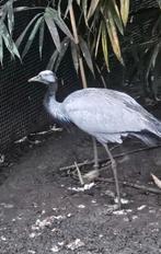 Jufferkraanvogel man, Dieren en Toebehoren, Mannelijk, Overige soorten