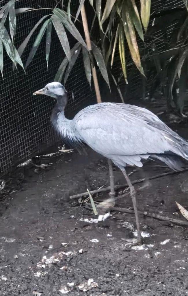 Jufferkraanvogel man, Dieren en Toebehoren, Pluimvee, Overige soorten, Mannelijk