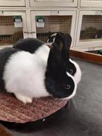 Jonge raszuivere Hollander konijntjes, Dieren en Toebehoren, Konijnen, Meerdere dieren, 0 tot 2 jaar