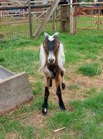 Nubische bok, Dieren en Toebehoren, Schapen, Geiten en Varkens, Mannelijk, Geit, 0 tot 2 jaar