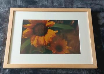 Zonnebloem (foto)... in Barth wissellijst van 30x40 cm... beschikbaar voor biedingen