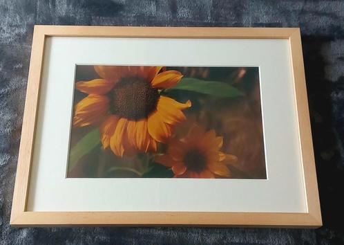 Zonnebloem (foto)... in Barth wissellijst van 30x40 cm..., Antiek en Kunst, Kunst | Tekeningen en Foto's, Ophalen of Verzenden