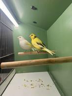 Kleur kanarie mannen, Mannelijk, Kleurkanarie