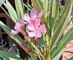 Oleander  Klein  Rose 1 jaar, Volle zon, Vaste plant, Zomer, Ophalen