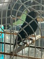 Twatwa, Dieren en Toebehoren, Mannelijk, Kleurkanarie