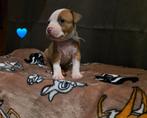 Amerikaanse stafford pups, Overige rassen, 8 tot 15 weken, Meerdere, Meerdere dieren