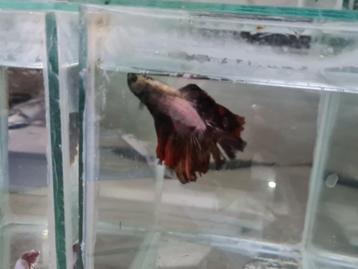 Betta splendens super delta kempvis man beschikbaar voor biedingen