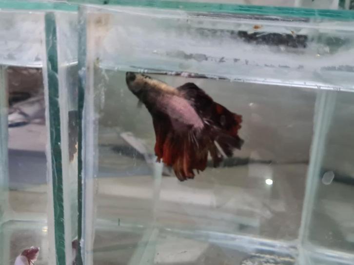 Betta splendens super delta kempvis man, Dieren en Toebehoren, Vissen | Aquariumvissen, Zoetwatervis, Vis