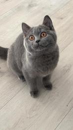 Britse korthaar kitten, Poes, Gechipt, 0 tot 2 jaar