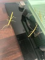 Wandelende takken (gratis), Wandelende tak