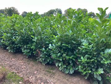 Laurierhaag - Prunus laurocerasus 'Rotundifolia' beschikbaar voor biedingen