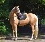 Lieve  brave Andaluz palomino merrie 163mtr., Dieren en Toebehoren, Paarden, Merrie, 3 tot 6 jaar, 160 tot 165 cm, Onbeleerd