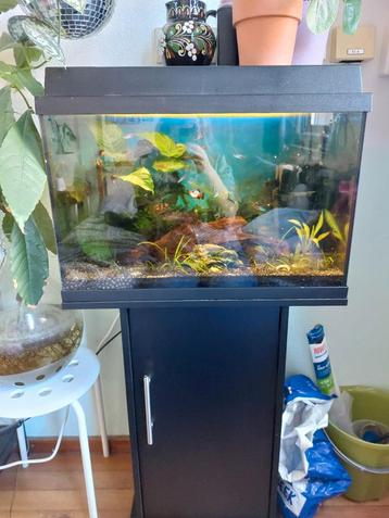 Aquarium incl. Inhoud en toebehoren beschikbaar voor biedingen