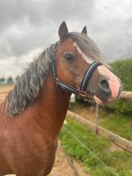 Knappe 5 jarige Welsh A hengst, Dieren en Toebehoren, Pony's, Gechipt, 0 tot 2 jaar, Hengst, A pony (tot 1.17m)