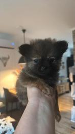 Nog 2 mini pomchi reutjes, Dieren en Toebehoren, Honden | Chihuahua's en Gezelschapshonden, Rabiës (hondsdolheid), 8 tot 15 weken