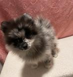 Pomeriaan Puppy Merle Reu, Particulier, Keeshond, Reu, 8 tot 15 weken