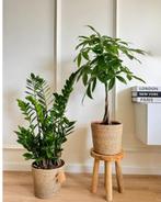 2 for 85 - Zamioculcas & Money Tree (Pachira), Overige soorten, In pot, Minder dan 100 cm, Groene kamerplant