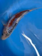 Shusui, Karper of Koi