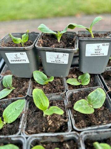 Komkommer, courgette plantjes, groente, moestuin, gekweekt beschikbaar voor biedingen