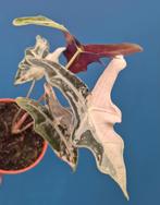 Alocasia Nobilis Pink Variegata p10 (3)