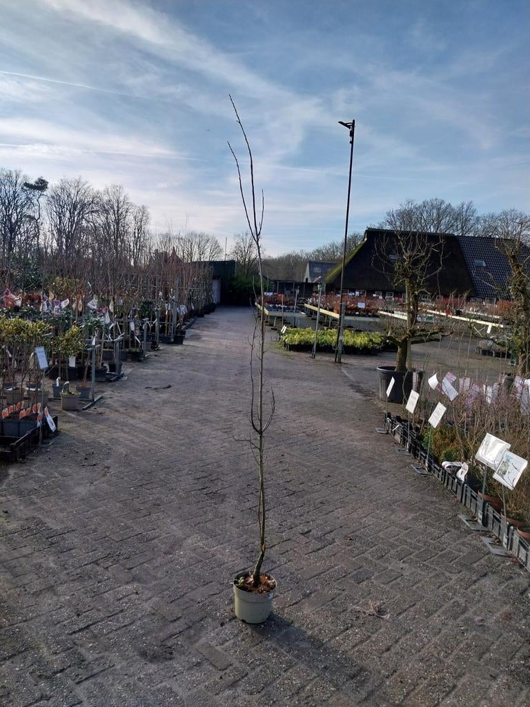Restpartij zuilvormige moeraseiken, Tuin en Terras, Planten | Bomen, Overige soorten, Volle zon, Ophalen