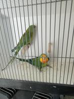 Koppel baraband, Meerdere dieren, Parkiet