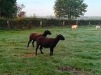 Ooien te koop, Dieren en Toebehoren, Vrouwelijk, Schaap