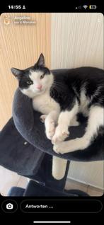 Poes te koop, Dieren en Toebehoren, Katten en Kittens | Dekkaters, 0 tot 2 jaar