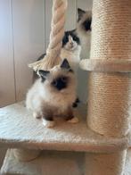Ragdoll kittens uit geteste ouders, Dieren en Toebehoren, Katten en Kittens | Raskatten | Langhaar, Kater, Gechipt, 0 tot 2 jaar