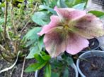 Roze Helleborus orientalis, Tuin en Terras, Planten | Tuinplanten, Winter, Halfschaduw, Vaste plant, Overige soorten