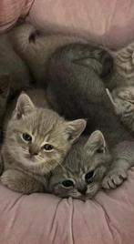 Britisch Kitten, Dieren en Toebehoren, Katten en Kittens | Raskatten | Korthaar, Meerdere dieren, Ontwormd