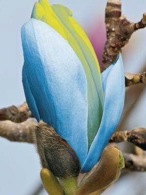 Magnolia acuminata Blue Opal/ zeldzame blauwe soort ‼