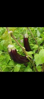 AUBERGIN  BIBER ACI TATLI KILIÇ Süs Dolma Tomaat  Paprika, Volle zon, Groenteplanten, Eenjarig, Ophalen of Verzenden