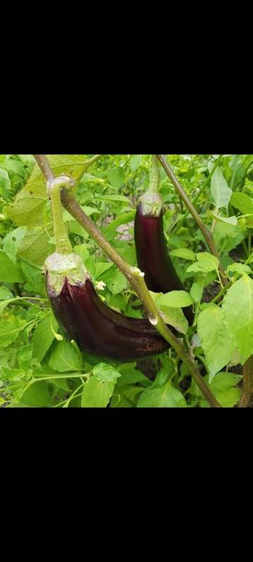 AUBERGIN  BIBER ACI TATLI KILIÇ Süs Dolma Tomaat  Paprika  beschikbaar voor biedingen