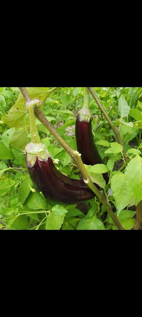 AUBERGIN  BIBER ACI TATLI KILIÇ Süs Dolma Tomaat  Paprika, Tuin en Terras, Planten | Tuinplanten, Eenjarig, Groenteplanten, Volle zon