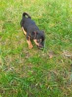 Te koop mooie jackrussel puppy, Dieren en Toebehoren, Honden | Jack Russells en Terriërs, Jack Russell Terriër, 8 tot 15 weken