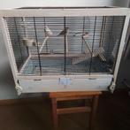 Zebravinken, Meerdere dieren, Kleurkanarie