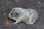 Cavia's Gladhaar zilver agouti van showfokker, Cavia, Juli, Meerdere dieren, Tam