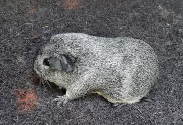 Cavia's Gladhaar zilver agouti van showfokker  beschikbaar voor biedingen