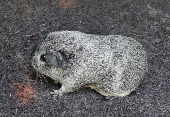 Cavia's Gladhaar zilver agouti van showfokker, Dieren en Toebehoren, Knaagdieren, Meerdere dieren, Cavia, Juli, Tam