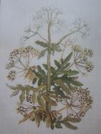 borduur en patroon wilde weide kruiden bloemen fluitenkruid, Ophalen of Verzenden, Zo goed als nieuw, Handborduren, Patroon