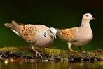 Zomertortels, Dieren en Toebehoren, Vogels | Duiven, Meerdere dieren, Tortelduif
