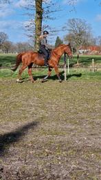 Gezocht: bijrijdpaard / leasepaard / verzorgpaard / pony., Ophalen