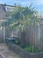 Palmboom, 100 tot 250 cm, Zomer, Palmboom, Ophalen