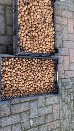 Verse walnoten uit eigen tuin, €2.50 per kilo, Ophalen